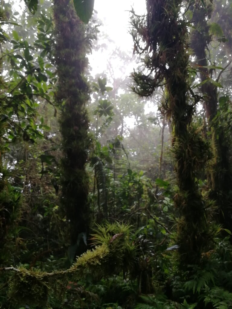 galeria